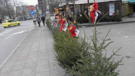 50 000 елхички за Коледа от държавните горски предприятия