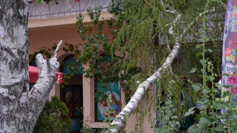 Дърво падна в центъра (СНИМКИ)