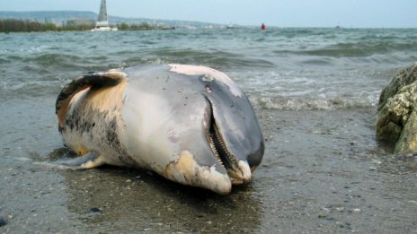 Украйна преброи над 50 хил. мъртви делфини в Черно море, обвинява Русия