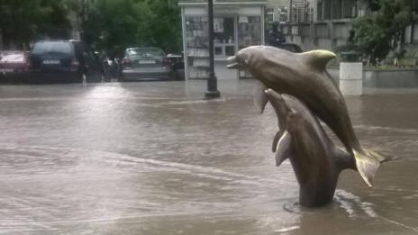 Делфините във Варна заплуваха из улиците