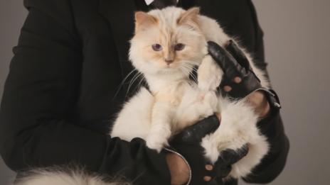 Да завещаеш милиони на котка – възможно ли е?