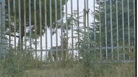 Вълчицата беглец хвана гората