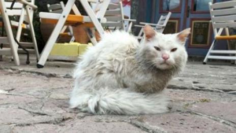 Котка стига от Ирак до Норвегия