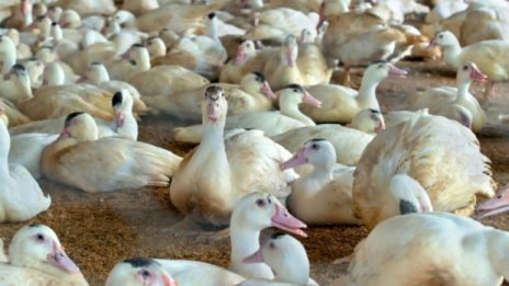Огнище на птичи грип избухна във ферма за пекински патици в Добричко