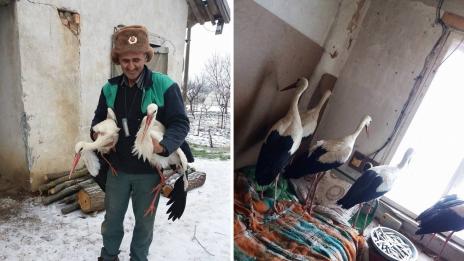 Щъркелите остават при Халид! Той ще ги пусне на свобода