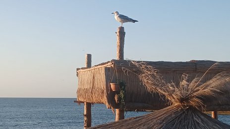 Какво ще бъде времето в сряда?