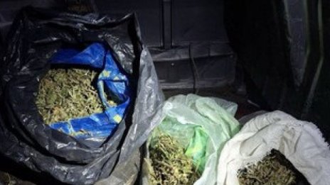 Откриха 8 кг марихуана при спецоперация в Бобов дол