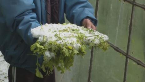 40 см лед от градушка съсипа реколтата в Змейово