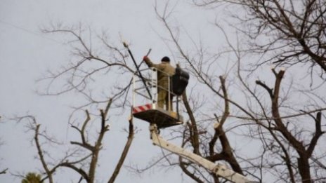 Започва резитба на дървета в центъра на Варна