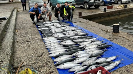 Морето край Царево "завря" от паламуд