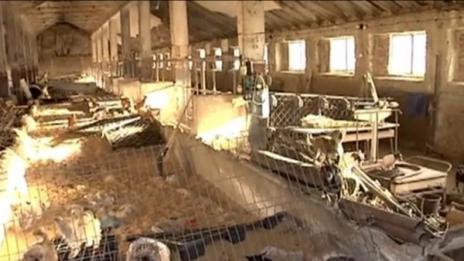 Кучкарникът на ужасите: Бизнес за стотици хиляди извън закона  