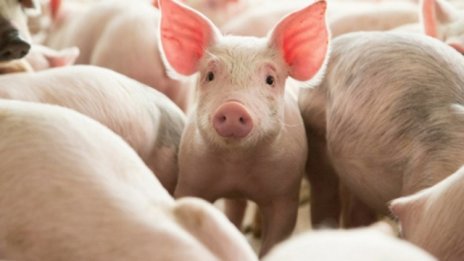 БАБХ пресече онлайн продажба на прасета