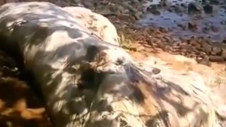 Неизвестно морско същество изплува на брега във Филипините (ВИДЕО)