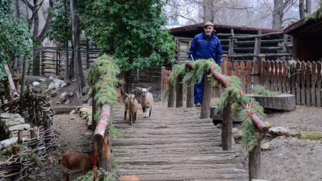 Зоопаркът приема коледни елхички за храна на животните