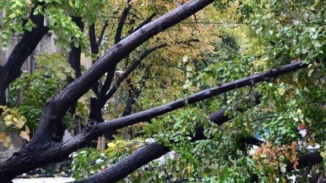 Бурята във Варна: Над 20 сигнали за паднали дървета