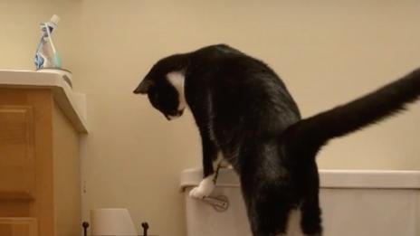 Котка навъртя солидна сметка за вода на стопанина си (ВИДЕО)