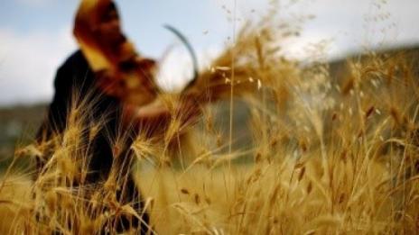 Производството на зърно ще стигне нов рекорд през сезон 2017/18