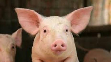 В Айова отглеждат прасета с вкус на уиски