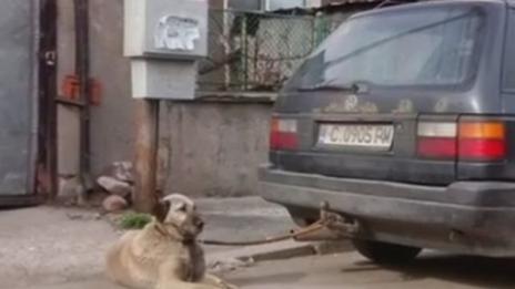 Разсеяност, небрежност... влачилият кучето си в стрес