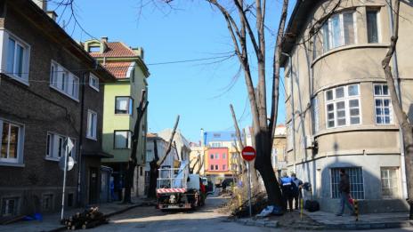 Кастрят дърветата до голо в центъра