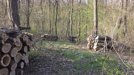 30 000 сигнала за нарушения в горите за година