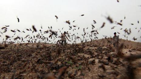 Скакалци провалят световното в Русия?
