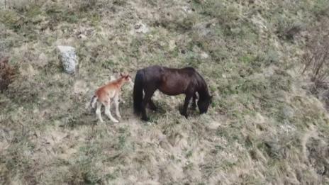 Конче се роди в бедстващото стадо в Осоговската планина
