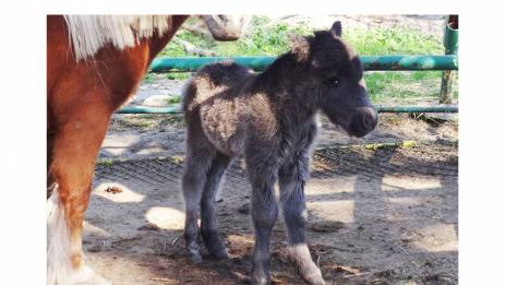 Бебе пони се роди на Благовещение във Варна