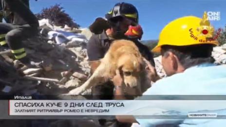 Спасиха куче, прекарало 9 дни под руините в Италия