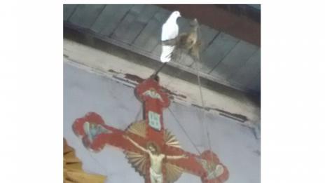 Чудо в църква - бял гълъб кацна на кръста в олтара