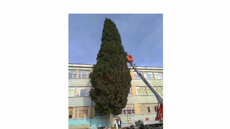 Голямо коледно дърво грейва в двора на училище Любен Каравелов във Варна