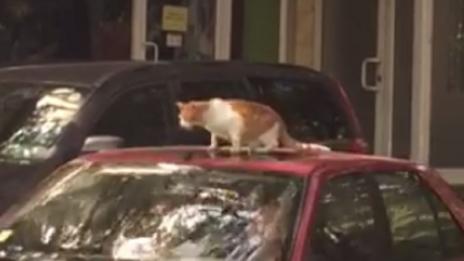 ВНИМАНИЕ! Котка "гратисчия" тормози шофьори във Варна (ВИДЕО)