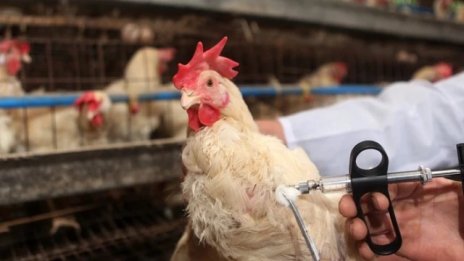 Откриха огнище на птичи грип в птицеферма в с. Дончево, Добричко