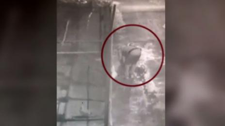 Задържаха мъжа, задигнал 10 гълъба и 1 заек от зоокът