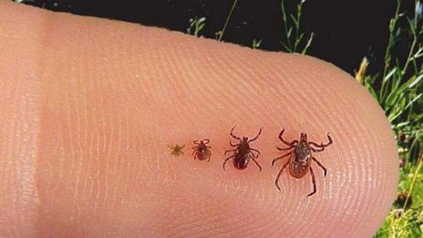9 ухапани от кърлеж за последните две седмици
