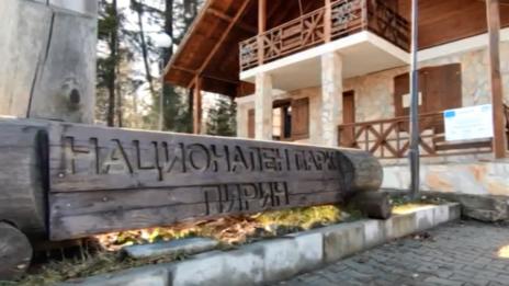 Снимки на убити бременни кози в Пирин разтърсиха мрежата. Реални ли са?
