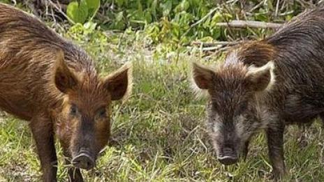Диви глигани вилняха в германски град