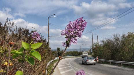 Люляците цъфнаха отново през октомври във Варна (СНИМКИ)
