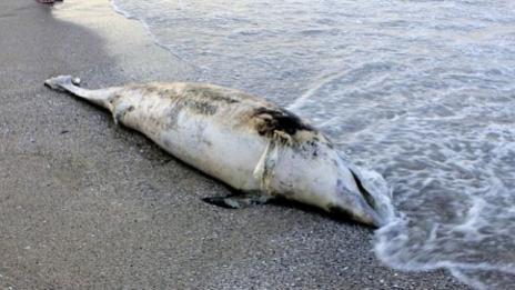 Рибари предлагат изследване на Черно море заради делфините
