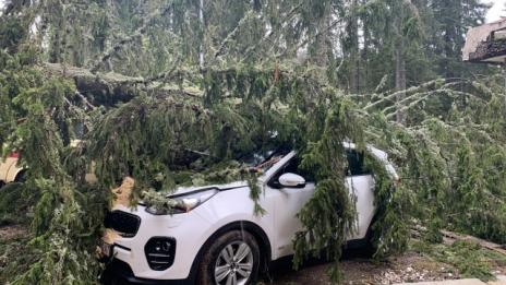 Паднали дървета премазаха коли в Пампорово
