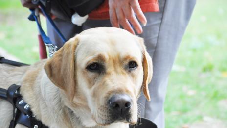 Лава е второто куче водач във Варна