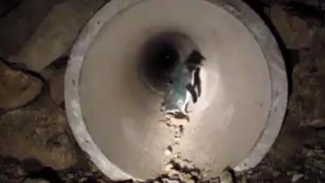 В Нова Зеландия построиха специален тунел за пингвини (ВИДЕО)