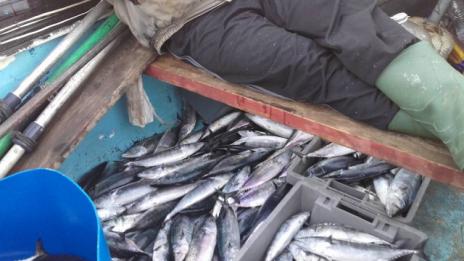 Договорени са 70% от средствата по програмата за рибарство и аквакултури