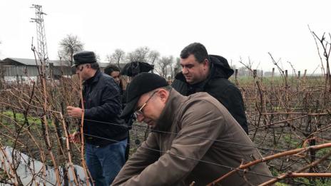 Лозовите масиви в страната са над 600 000 декара