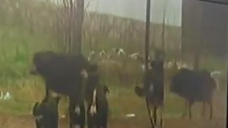 Цяло село живее в страх от глутница кучета
