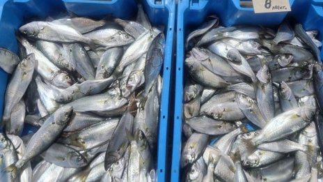 Турските рибари очакват богат улов на паламуд и хамсия от началото на септември