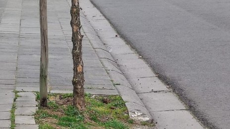 Кола се вряза на карнавал в Белгия, уби шестима