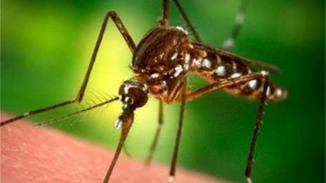 Мигрант от бежанския център в Харманли е диагностициран с малария  
