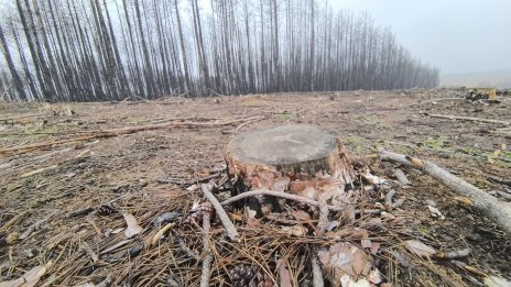 Горски инспектори от Варна задържаха въоръжен бракониер край Дончево
