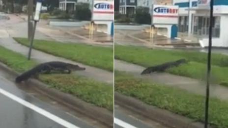 Огромен алигатор се появи на улица в Мелбърн